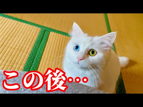 我が家の猫が膝に乗りたいときにやる仕草が可愛すぎる