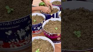 Growing Cabbage, How to Grow Cabbage, Planting Cabbage