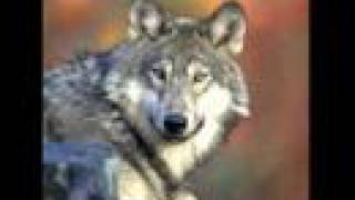 Wolves Slideshow