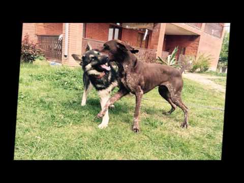 გაწრთვნილი და სოციალიზირებული ძაღლი პატრონის სრული კომფორტია