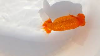 DSCF7078