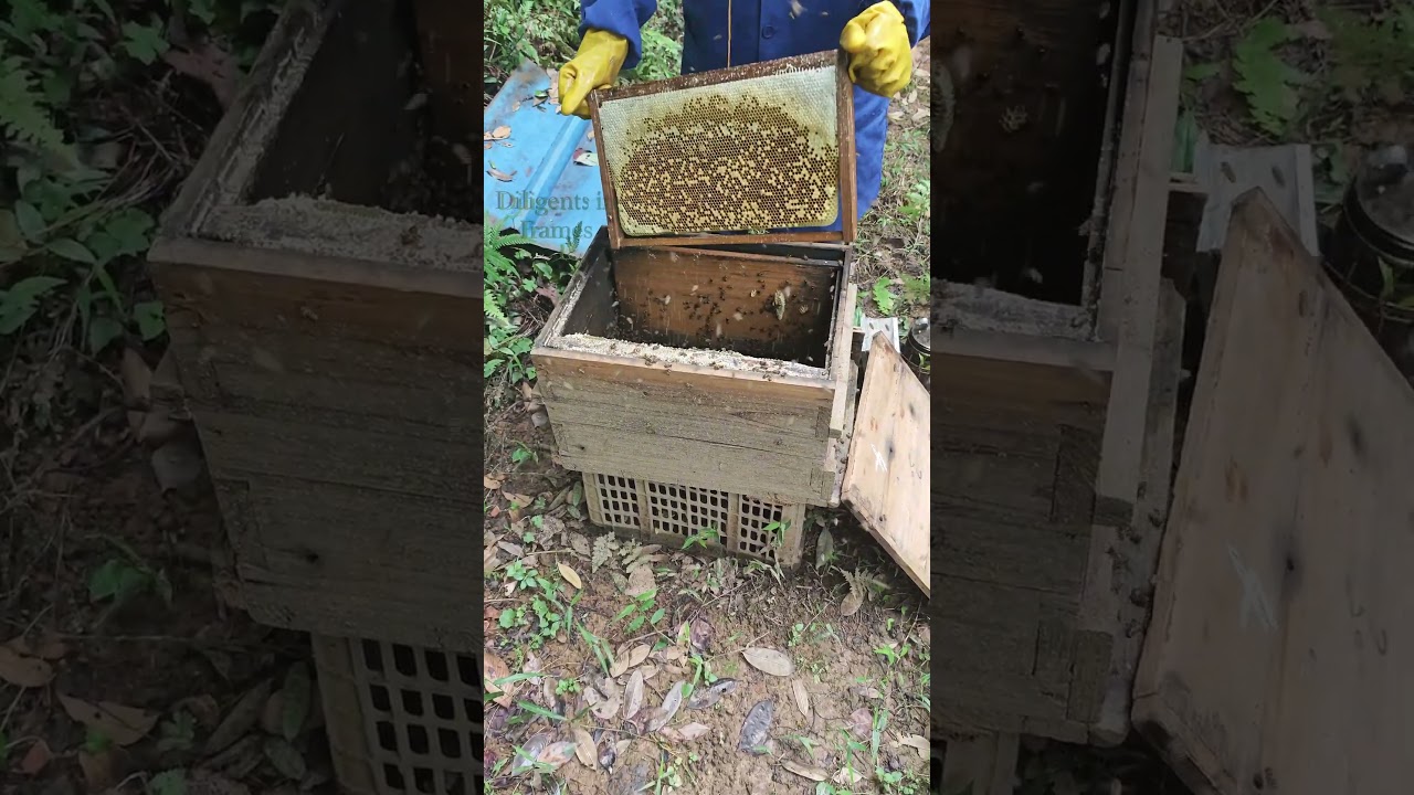Beekeeping honey collection process