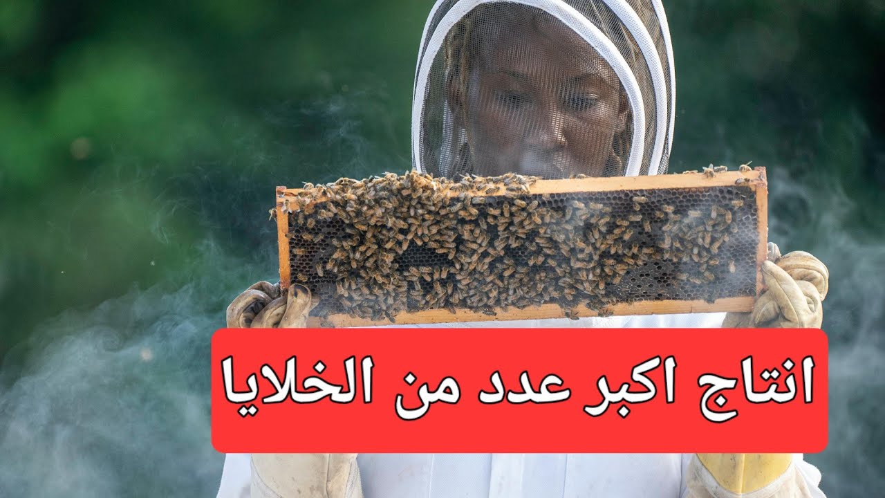 انتاج اكبر عدد من خلايا النحل بأسهل الطرق وأقل امكانيات