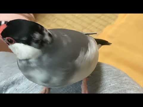 【黎明】／ジャニーズWEST／エレクトーンを使って弾いてみた♪／趣味のピアノ時間／可愛い文鳥動画