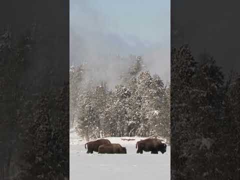 Massive Bison Herd Survives Yellowstone Blizzard #bison #survival #winter