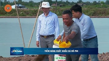 TIỀM NĂNG XUẤT KHẨU CÁ RÔ PHI | VTV5