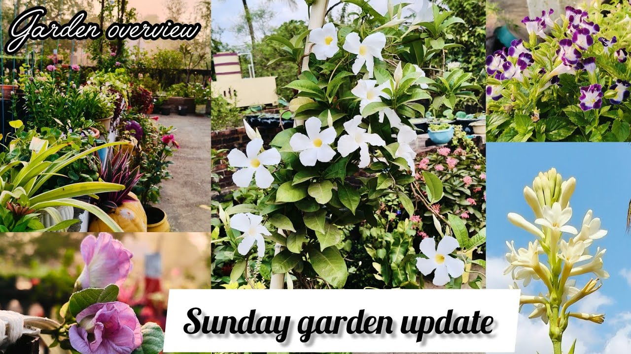 Sunday garden update #gardening videos#youtube videos#Summer plants! #Rosy's jannat