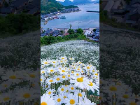 لفرشلك هل الارض ورود