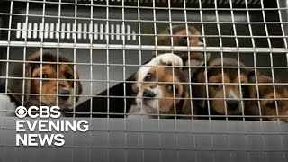 4,000 beagles rescued from breeding facility