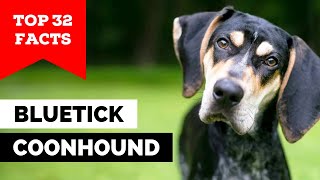 99% of Bluetick Coonhound Owners Don't Know This