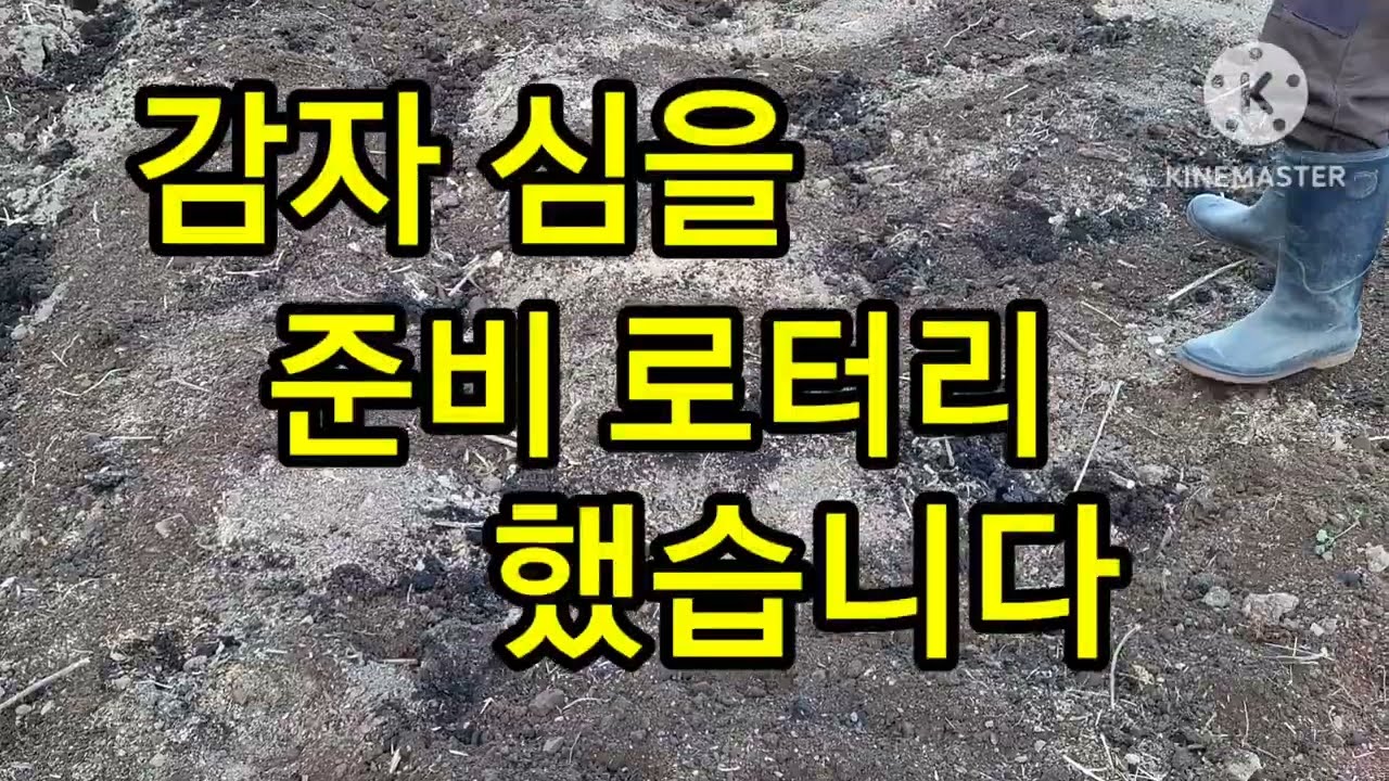 감자 완두콩 심을 준비 했어요 🥔🥔🥔🫛🫛🫛 