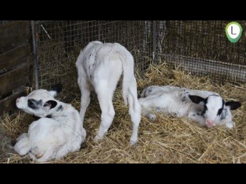 Koe uit Oldebroek krijgt drieling