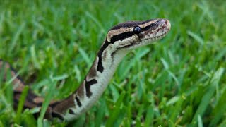Miami's Venom One Unit Captures 7-Foot Burmese Python From Homeowner's Shed