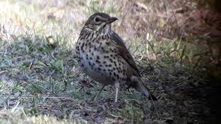 Filmpje 2 Van Een Zanglijster Op De Korhaan.maandag 8 Maart 2021.