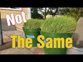 Kentucky 31 vs Turf Type Tall Fescue: What's The Difference & Which is Best?