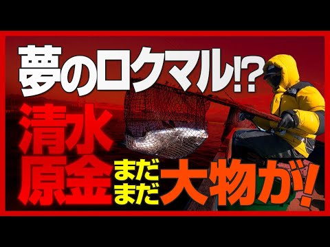 【かかり釣り】エビを泳がせて黒鯛の口に突撃してもらう自動釣法。原金つり船の船長曰く、夢のロクマルがいるとか･･･