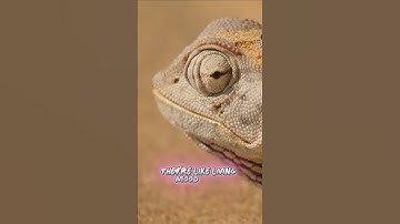 Chameleons Don’t Change Color to Hide!