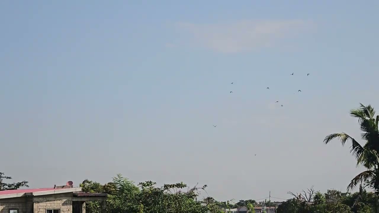 Training Day March 05 2026, Kalapati 14KM muna ang layo nito mula sa ating Loft |may makaka uwi kaya