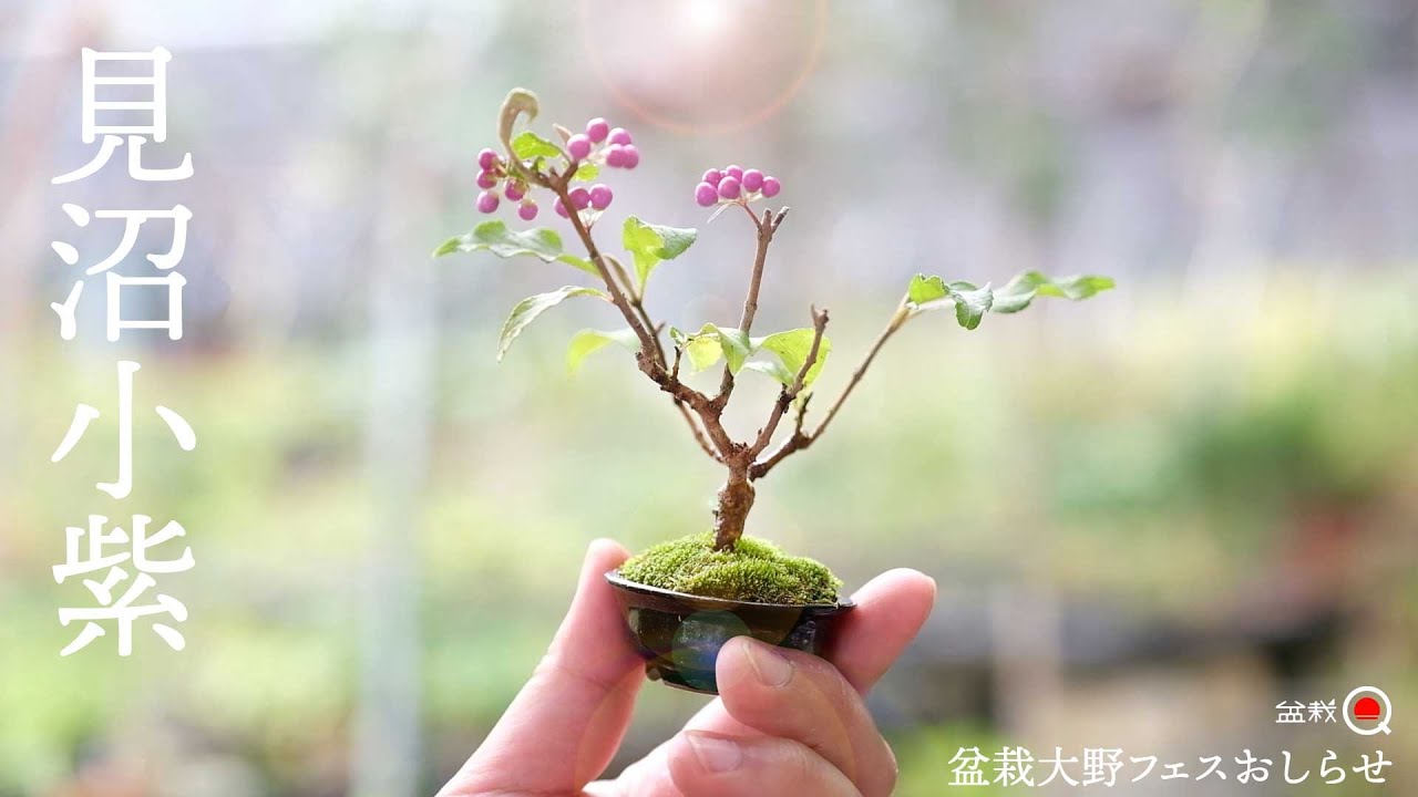 エゴの木(桃花)大幹小品盆栽 エゴの木(桃花)大幹小品盆栽 エゴの木(桃花)大幹小品盆栽