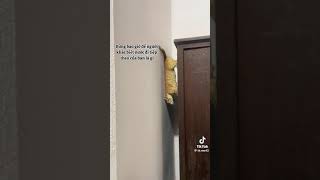 châm ngôn sống của mèo cam #shorts #cat #th.mo42