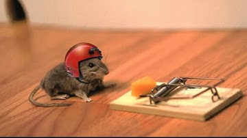 When Overconfidence Goes Wrong | Funny Fail Moments