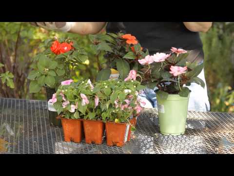 Video: Sunpatiens'i taimehooldus – Sunpatiens'i taimede kasvatamine aias