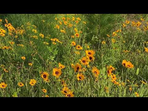 ভিডিও: বন্য Asteraceae