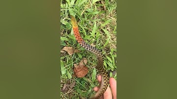 Rắn học trò tưởng không độc, nhưng lại độc không tưởng | @thegioiran