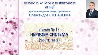картинка: Гістологія. Лекція 17. Нервова система, частина 1.