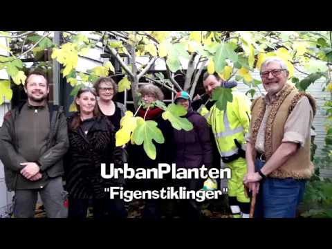 Video: Figentræet Elsker Sol Og Fugt