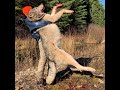 2019 North Idaho Wolf Hunting ( The Alpha ) Brandon Pitcher