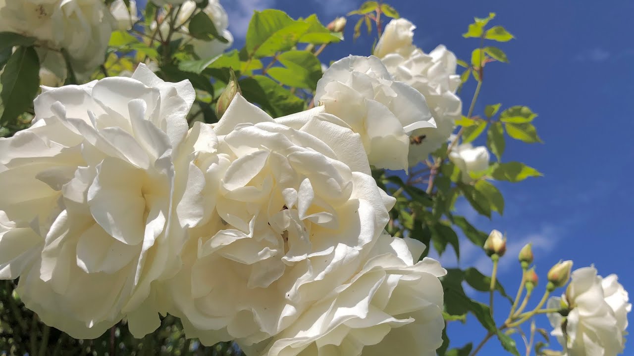 Ik zie de hemel opengaan - Este's Psalter 1592