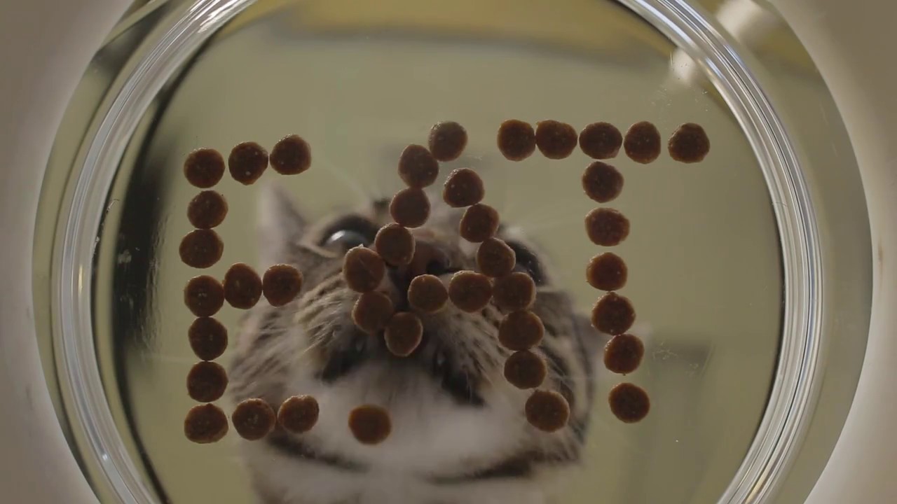 My Cat Won't Eat Try Hill's Breakthrough EAT Prescription Diet k/d