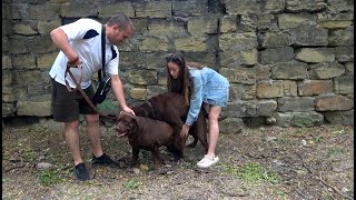 Luxurious chocolate labradors Richard and Lada. Great pair of dogs.