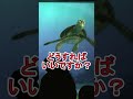 学校に行きたくない【タートルトーク】東京ディズニーシー