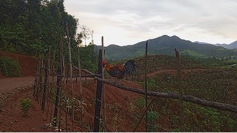 Coj me nyuam qaib mu sim 13/9/2025