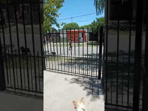 Conflicto entre familias en Viale parte 2