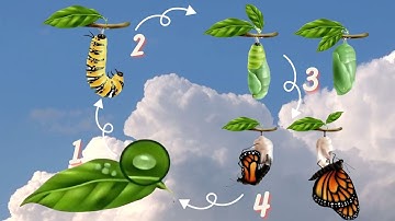 Life Cycle | Vòng đời của Bướm