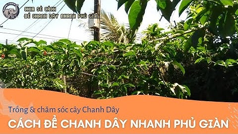 Cách để chanh dây nhanh phủ giàn
