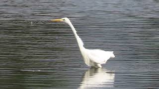 Great White Egret