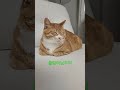 옆집고양이 심바 #고민중 #안졸림 #진짜고민중