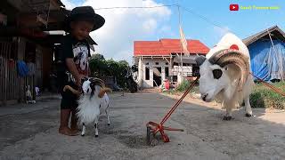 Bermain Dengan Boneka Domba Garut, Tingkahnya Bikin Gemas | Adorable stuffed Sheep