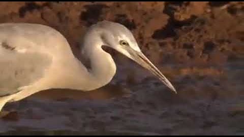 سورة يوسف - بصوت القارئ الشيخ خالد الجليل تلاوة من أروع ما يكون