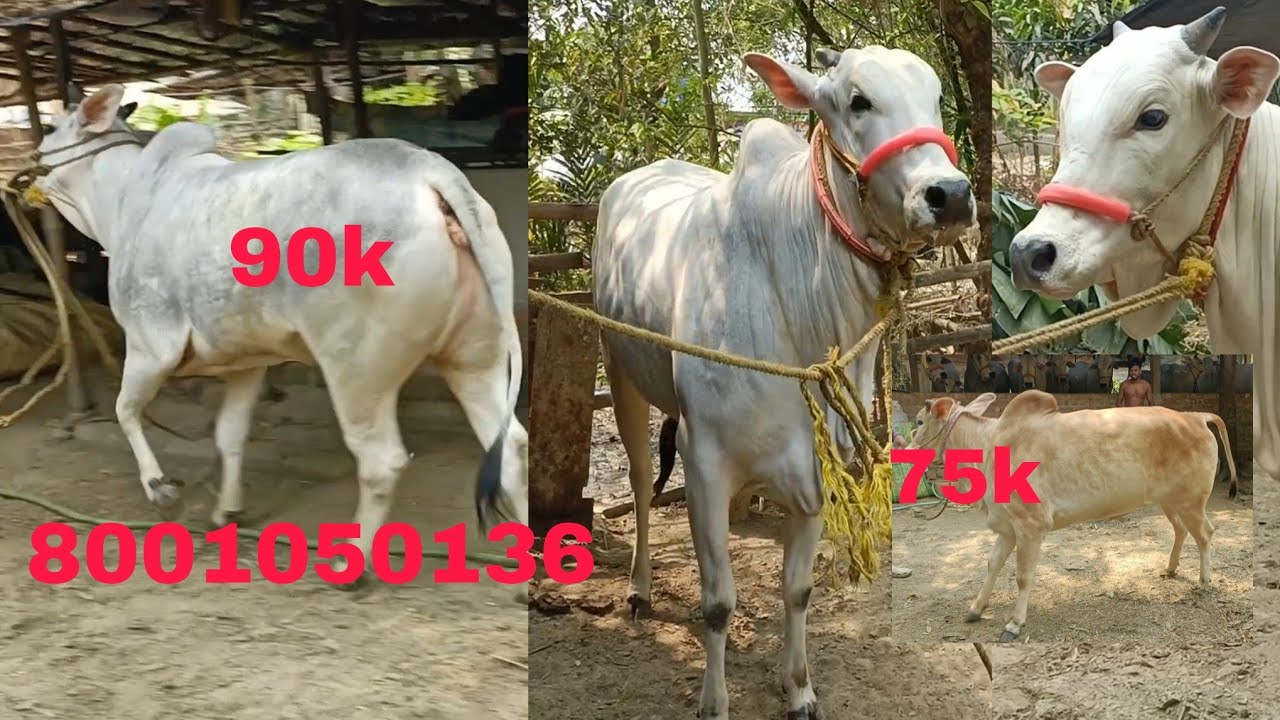 +918001050136 || SUNDOR COWS||TRENDING VIRAL BEAUTIFUL COWS SALE