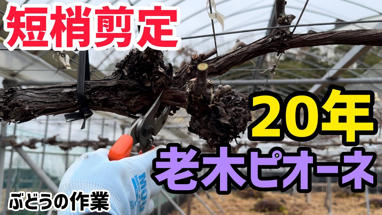 「ぶどうの作業」短梢剪定の方法、古い樹の場合は整理が大切。20年老木ピオーネ。