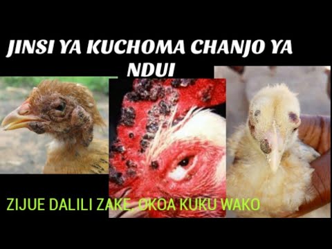 Video: Jinsi Ya Kuchoma Mioyo Ya Kuku