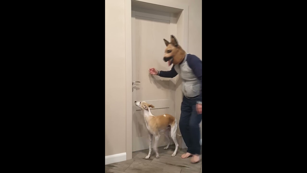 Best Funny Videos Prank By Tanya Senya And Misha Dogs Shorts