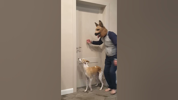 Best funny videos prank by Tanya, Senya and Misha - funny dogs #shorts