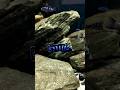  lakemalawi pyszczaki malawi malawitank aquascape demasoni aquarium malawicichlids