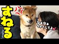 柴犬とすねる女子高生!?柴犬がキス娘JKをなだめる。